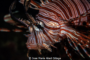 Lion fish portrait by Jose Maria Abad Ortega 